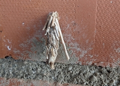 Canephora hirsuta