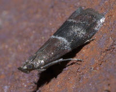 Moodna ostrinella