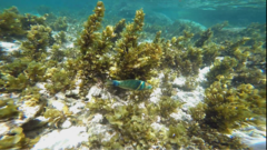 Thalassoma hebraicum