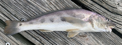 Menticirrhus americanus