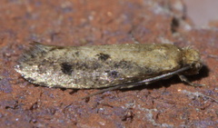 Niditinea orleansella