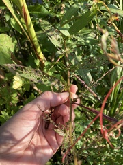 Ludwigia alternifolia