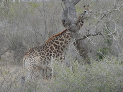 Giraffa camelopardalis giraffa