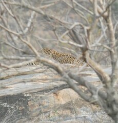 Panthera pardus pardus