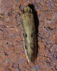Niditinea orleansella