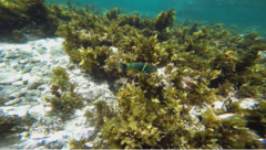 Thalassoma hebraicum