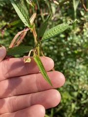 Ludwigia alternifolia
