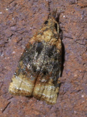 Platynota flavedana