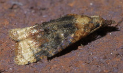 Platynota flavedana