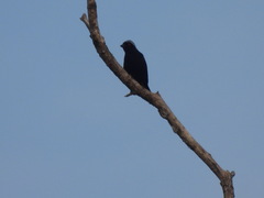 Nigrita canicapillus