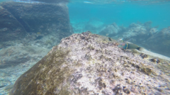 Thalassoma hebraicum
