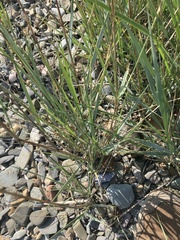 Leymus mollis