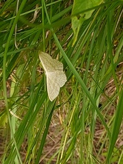 Scopula nigropunctata