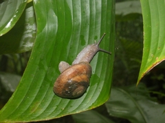 Caracolus caracolla