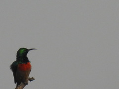 Cinnyris chloropygius