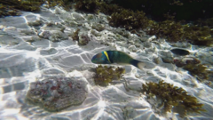 Thalassoma hebraicum