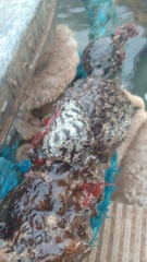 Botrylloides leachii