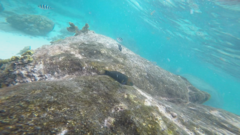 Thalassoma hebraicum