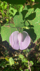 Centrosema virginianum