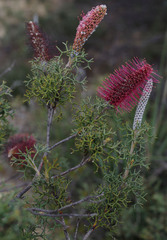 Grevillea paradoxa