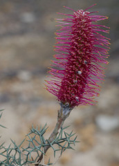 Grevillea paradoxa