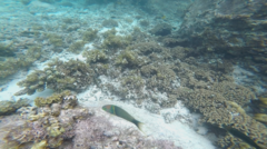 Thalassoma hebraicum