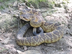 Crotalus molossus nigrescens