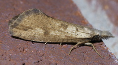 Acrolophus mortipennella