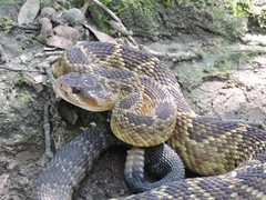 Crotalus molossus nigrescens