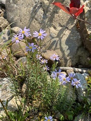 Ionactis linariifolia