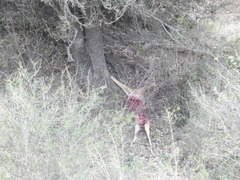 Panthera pardus pardus