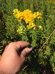 Solidago rigida humilis