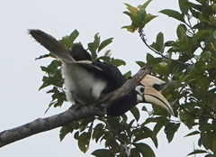 Anthracoceros albirostris