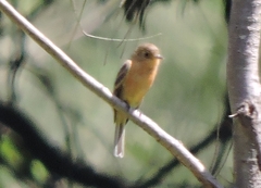 Empidonax fulvifrons