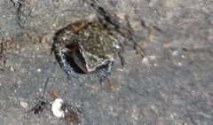 Eleutherodactylus cystignathoides