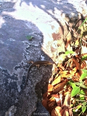 Eutropis multifasciata