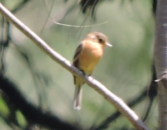 Empidonax fulvifrons