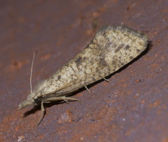 Acrolophus mortipennella
