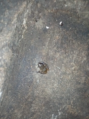 Eleutherodactylus cystignathoides