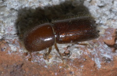 Xyleborus celsus