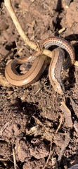 Anguis fragilis