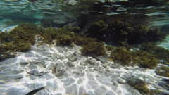 Halichoeres hortulanus