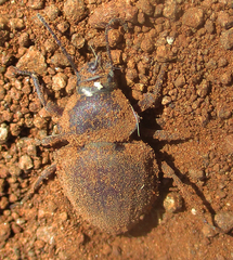 Tenebrionidae