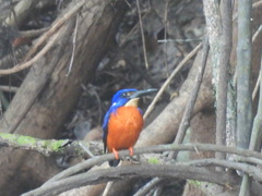 Alcedo quadribrachys