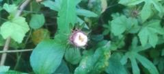Hibiscus surattensis
