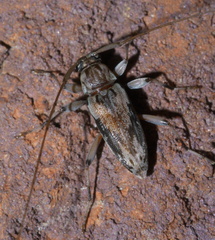 Lepturges angulatus