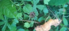 Hibiscus surattensis