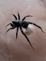 Allocosa