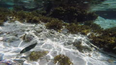 Halichoeres hortulanus