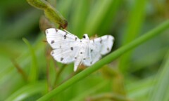 Pycnarmon